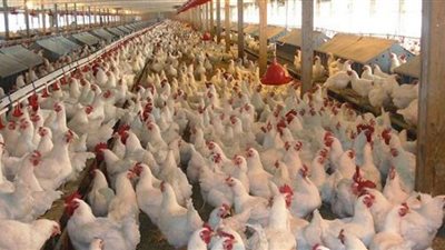 استقرار أسعار الفراخ في بورصة الدواجن..والساسو بـ 32 جنيهًا