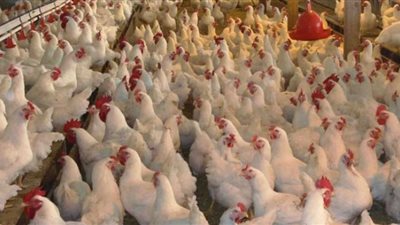 انخفاض أسعار الفراخ البيضاء في بورصة الدواجن.. والساسو بـ 32 جنيهًا