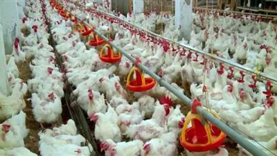 انخفاض أسعار الفراخ البيضاء في بورصة الدواجن.. والساسو بـ32 جنيهًا