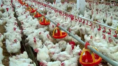 استقرار أسعار الفراخ اليوم في بورصة الدواجن