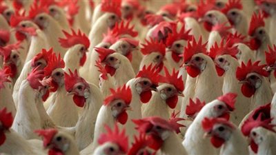 استقرار أسعار الفراخ اليوم في بورصة الدواجن