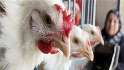 أسعار الدواجن بالأسواق في ثانى أيام عيد الفطر