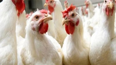 تعرف على أسعار الدواجن بالأسواق