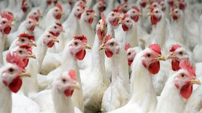 ننشر أسعار الدواجن بالأسواق اليوم