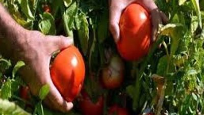 نقيب عام الفلاحين: استيراد 50 طن طماطم من الأردن أضحوكة