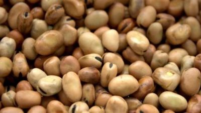 استعجال التحريات حول واقعة ضبط 1.5 طن فول مجهول المصدر بالساحل
