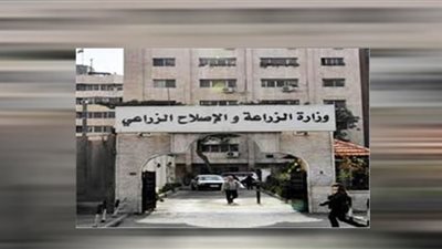 الزراعة تردعلى شائعة انتشار الآفات بمحصول الطماطم