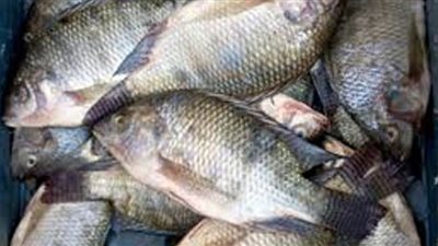 أسعار السمك في سوق العبور اليوم السبت