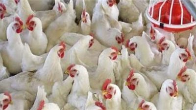 استقرار أسعار الدواجن بالأسواق