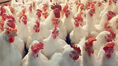 أسعار الدواجن بالأسواق المحلية الخميس