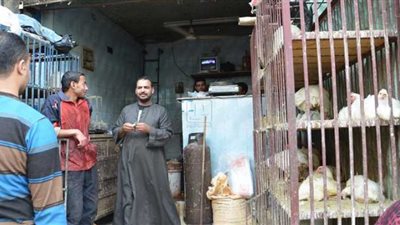 ارتفاع أسعار الفراخ اليوم السبت في بورصة الدواجن