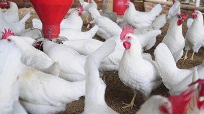 أسعار الدواجن في الأسواق المحلية اليوم الأحد
