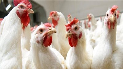 تعرف على أسعار الدواجن اليوم الثلاثاء