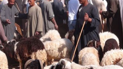 ارتفاع أسعار اللحوم الضاني قبل عيد الأضحي بشهر في المنيا