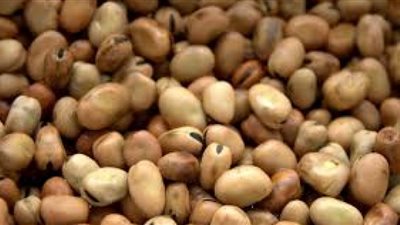 الغرف التجارية: زيادة أسعار الفول غصب عننا