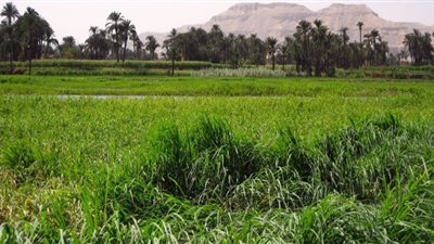 نقيب الفلاحين يضع حلول لارتفاع وإنخفاض أسعار المحاصيل الزراعية