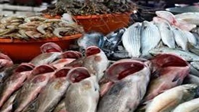 استقرار أسعار الأسماك خلال تعاملات اليوم