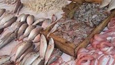 أسعار الأسماك خلال تعاملات اليوم الأربعاء