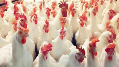 أسعار الدواجن بالأسواق المحلية الخميس 22 أغسطس