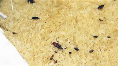 التحفظ على 3 أطنان أرز بالحشرات قبل ترويجه في الجيزة