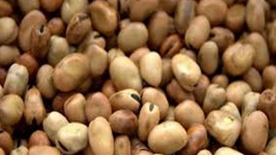 بيان عاجل بمجلس النواب حول ارتفاع سعر الفول وإهمال وزارة الزراعة