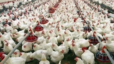 تعرّف على أسعار الدواجن والبيض اليوم