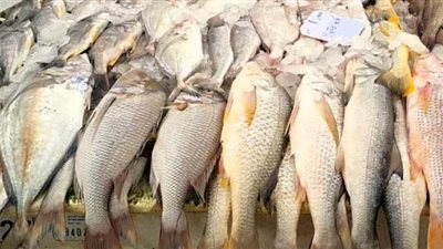 تعرف على أسعار الأسماك اليوم السبت في سوق العبور