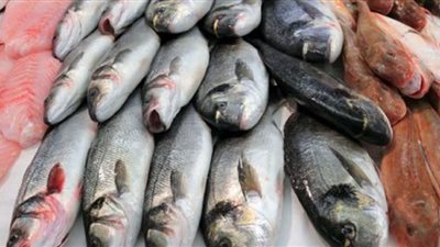 استقرار أسعار السمك اليوم بالسوق المحلية
