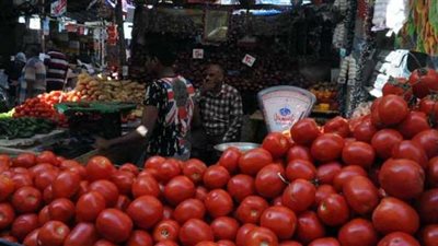 انحفاض في أسعار الطماطم بأسواق المنيا