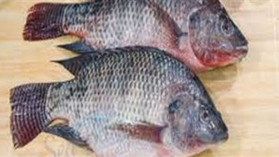 أسعار الأسماك اليوم الخميس