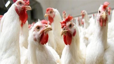 أسعار الدواجن والبيض اليوم الجمعة