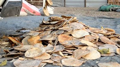 خبز القمامة يدخل فى صناعة الفول والطعمية بسوهاج