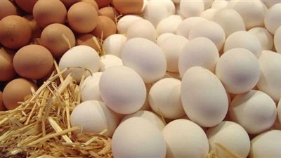 ننشر أسعار الدواجن والبيض بالسوق المصري