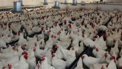 ننشر أسعار الدواجن اليوم