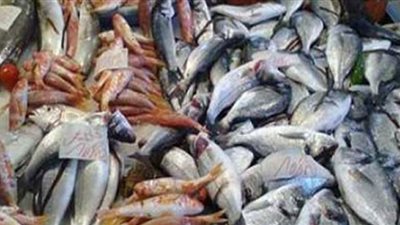 تعرف على أسعار الأسماك في سوق العبور اليوم الأربعاء