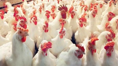 ثبات أسعارالفراخ بالأسواق المحلية اليوم الأحد