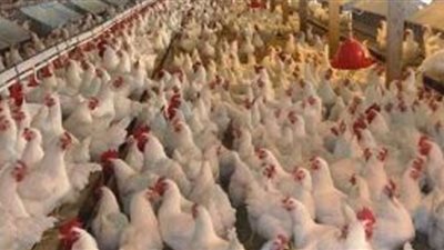 ننشر أسعار الفراخ اليوم في بورصة الدواجن