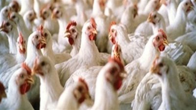 ننشر أسعار الفراخ اليوم الجمعة