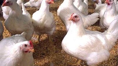 ارتفاع جنوني في أسعار دواجن سوهاج والسر في العلف والردة