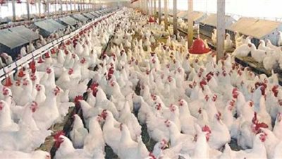 استقرار أسعار الفراخ في بورصة الدواجن اليوم الأربعاء