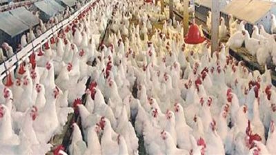 ننشر أسعار الدواجن بالأسواق المحلية اليوم الخميس