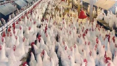 استقرار أسعار الدواجن بالسوق المحلي اليوم الخميس