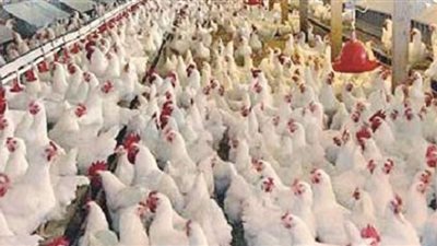 أسعار بورصة الدواجن اليوم الخميس