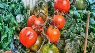 نقيب الفلاحين يكشف أسباب ارتفاع سعر الطماطم وموعد انخفاضها