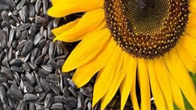 يعزز صحة القلب.. 5 فوائد صحية لبذور عباد الشمس