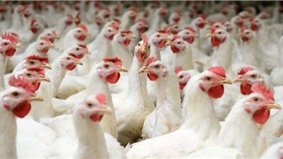 ننشر أسعار الدواجن بالأسواق اليوم الخميس