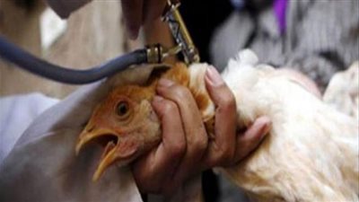 بيطري الشرقية يحصن 173 ألف طائر ضد مرض أنفلونزا الطيور