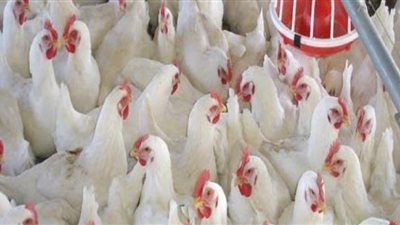 أسعار الدواجن بالأسواق المحلية.. اليوم