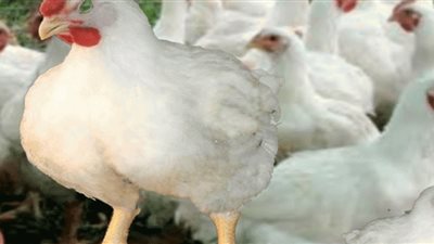 الفراخ بـ28 جنيهًا.. أسعار الدواجن اليوم الجمعة 31-5-2019