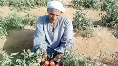 شعبة الخضروات تكشف الأوقات المناسبة لشراء الطماطم بأسعار مخفضة